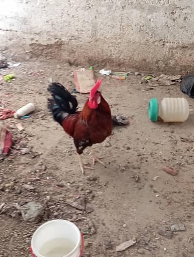 murga sale Karna ha urgent