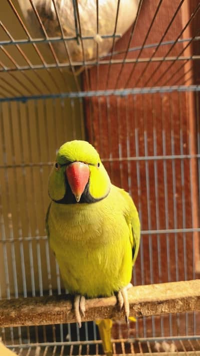 Hand Tame Parrot Male