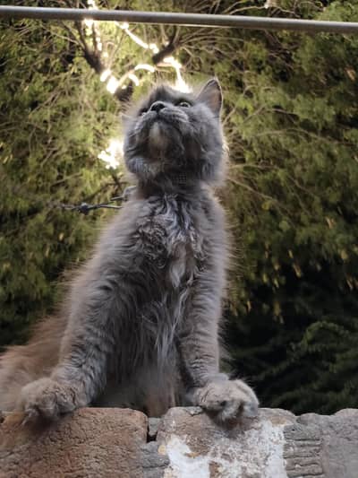 Persian cate for sale