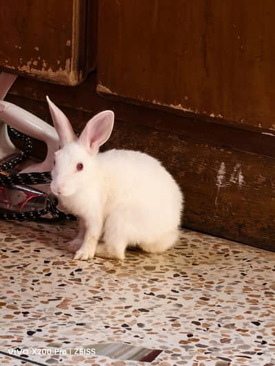 rabbit bunny