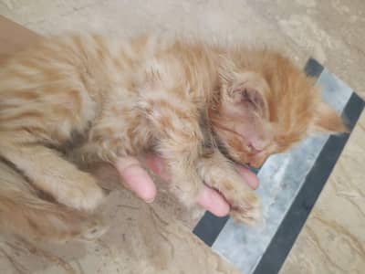 three Persian kittens 4 urgent sale