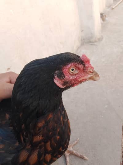 A very high quality aseal hen and a high weight big height .