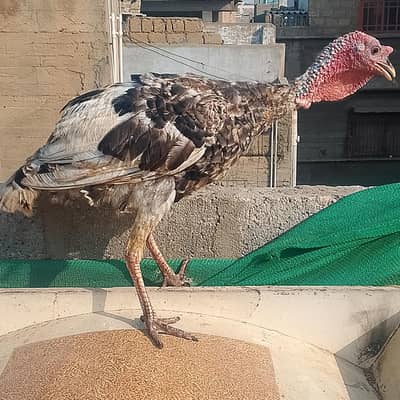 Turkey  male