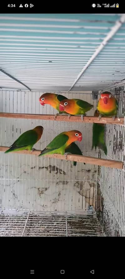 breeder pair hai