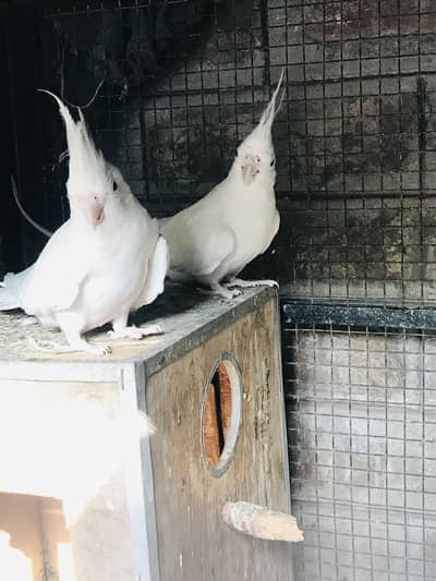 white cockatiel parrot