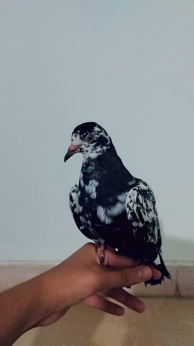 fansy pegion