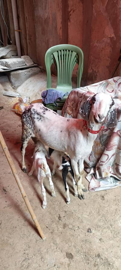 Tapri makha cheeni bakri 4 dant 2 nur bacho k sth
