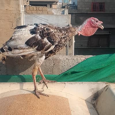 Turkey males 