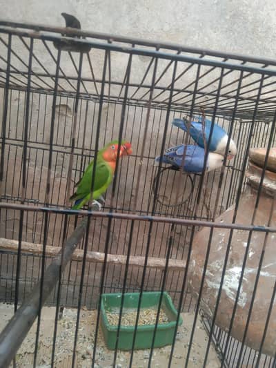 Breeder pair love birds for sale