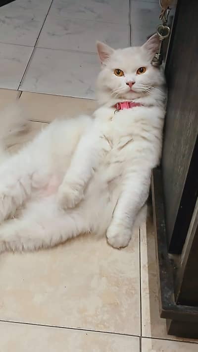 female cat mustard eyes