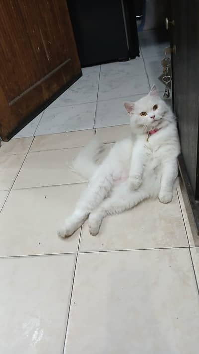 female cat mustard eyes