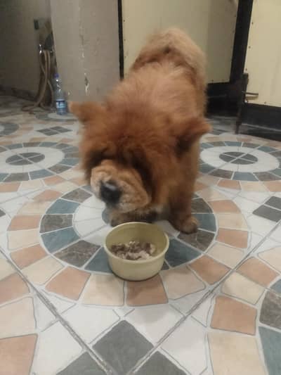chow chow female for sale in Lahore
