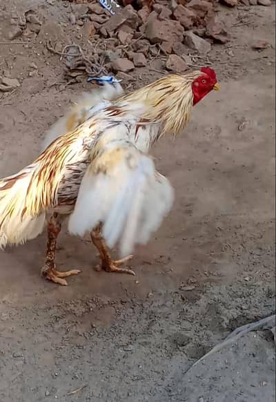 seel Murgha