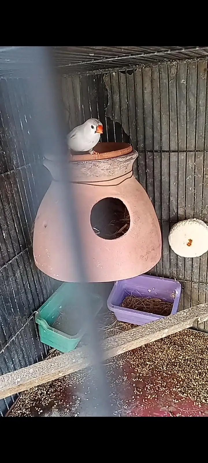mutation undersize finches female for sell — photo 2
