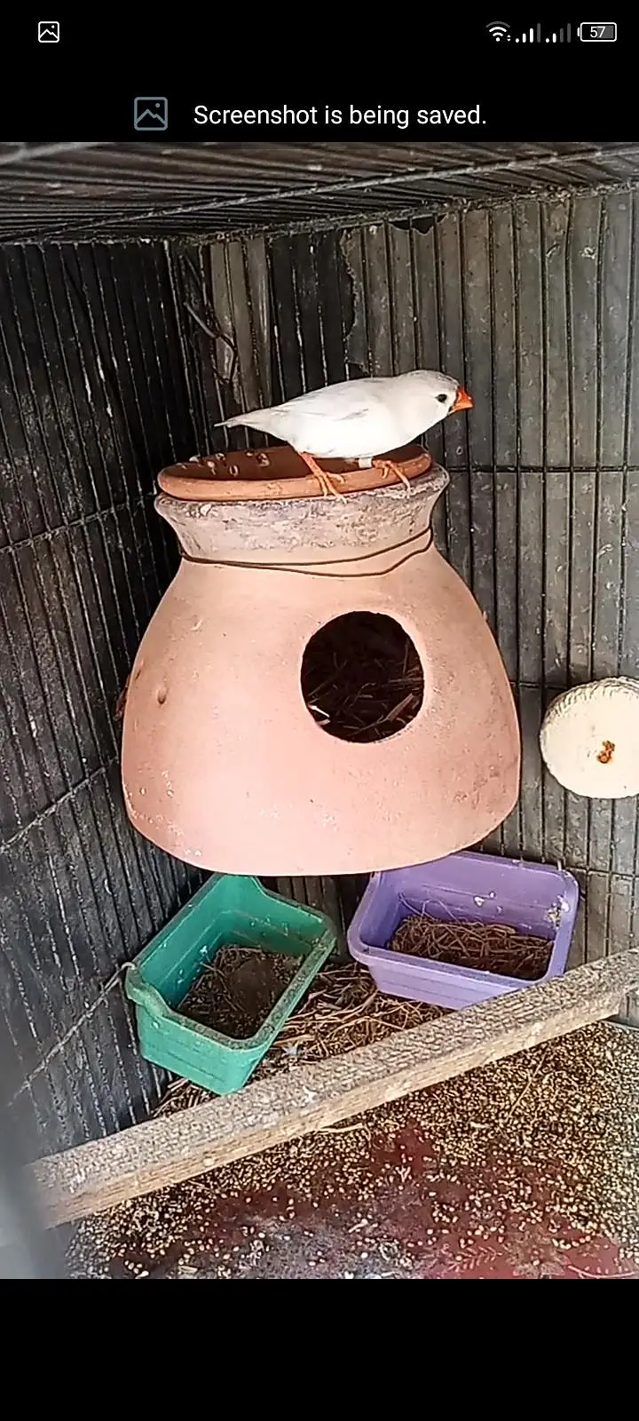 mutation undersize finches female for sell — photo 3
