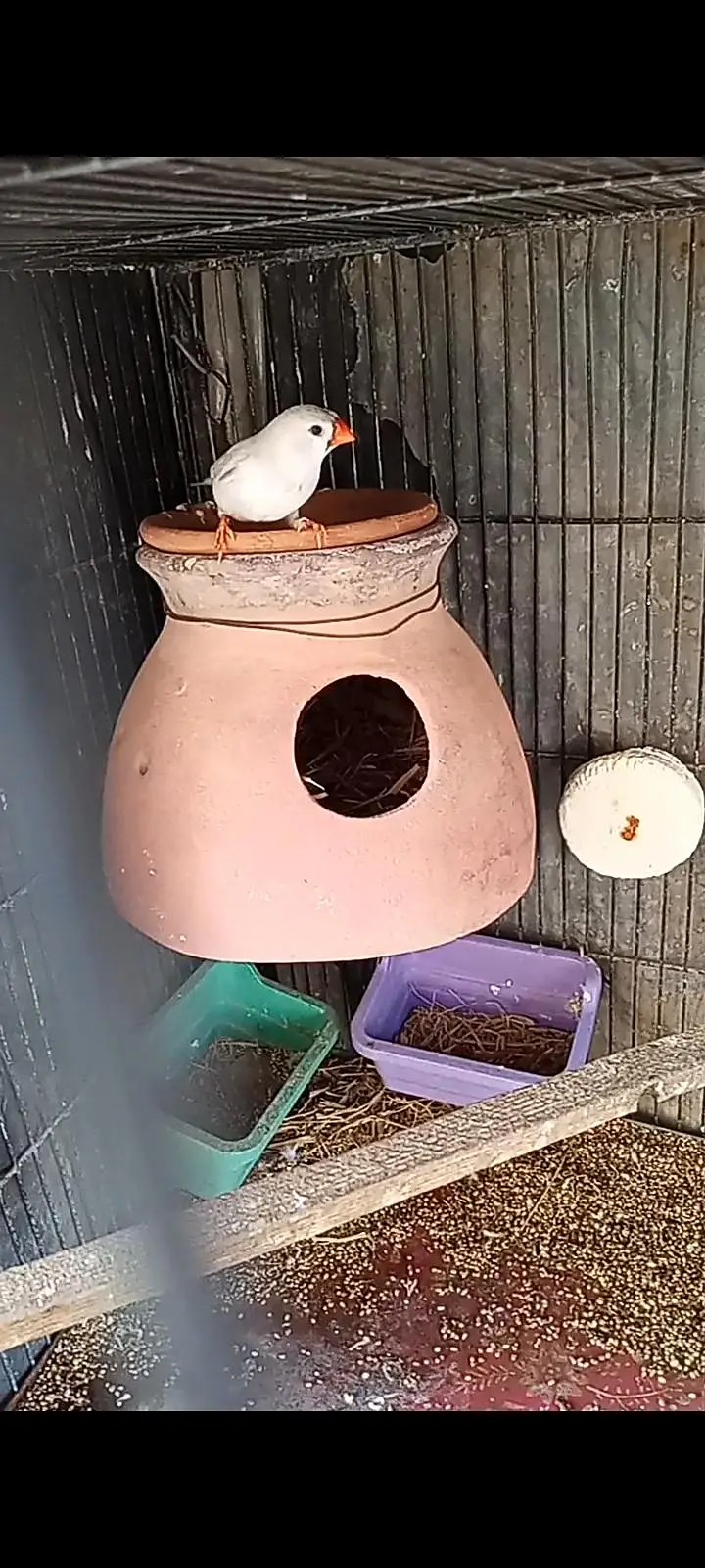 mutation undersize finches female for sell — photo 4