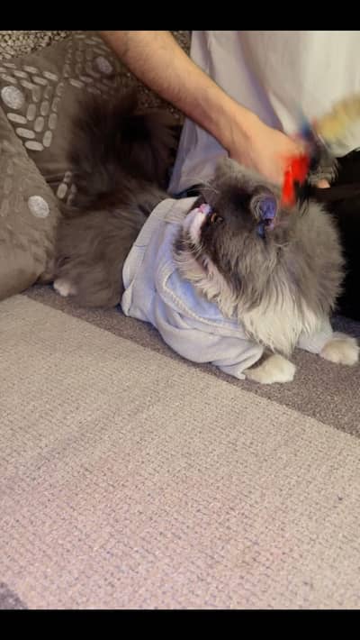 Peki Face Male Cat available
