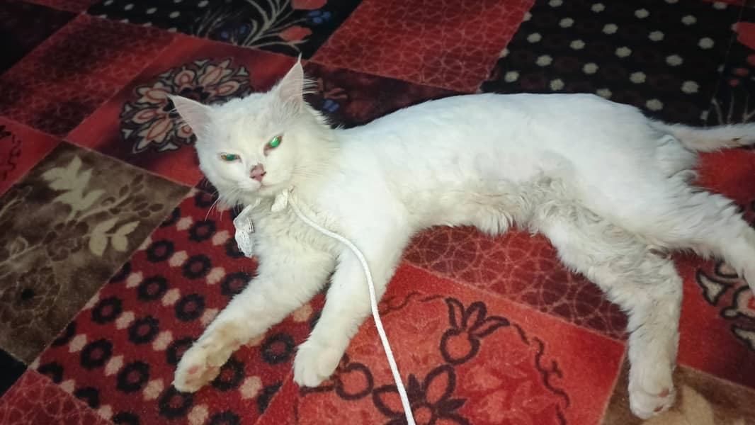 cat. . 0