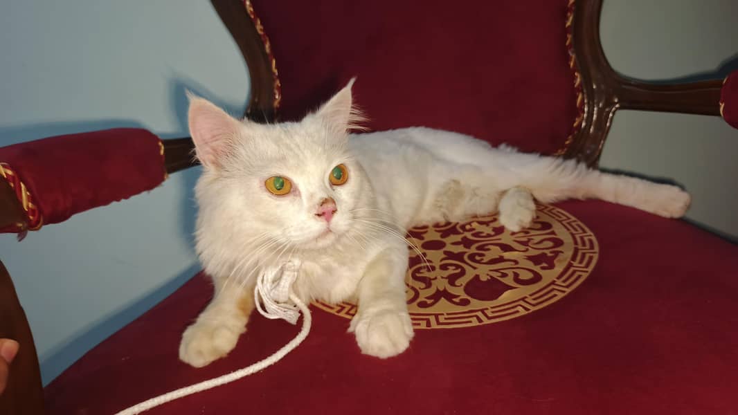 cat. . 1