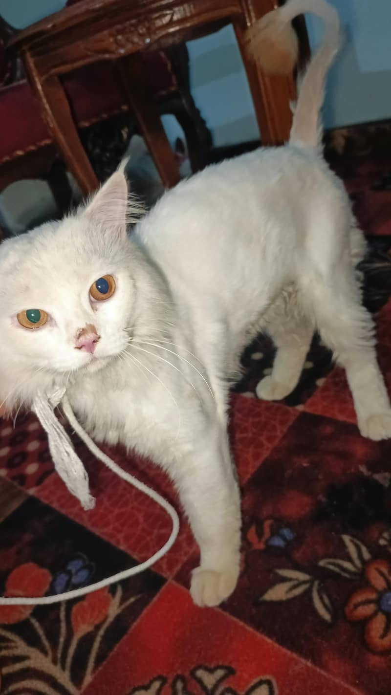 cat. . 2