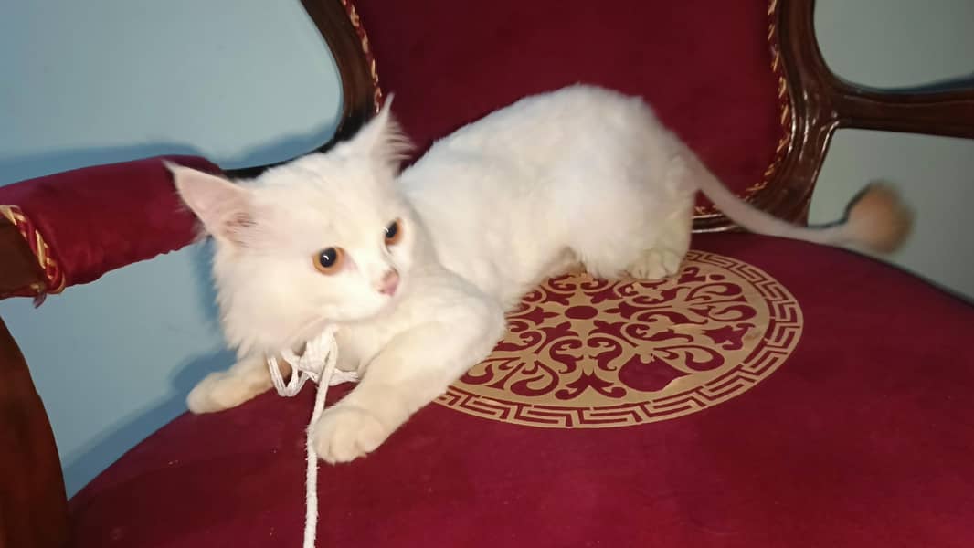 cat. . 3