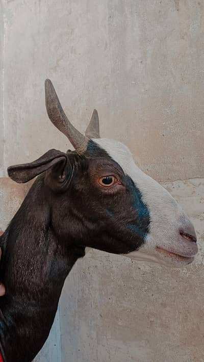 taddi bakri
