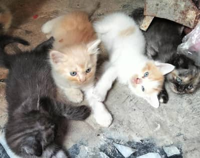 Persian cat baby 24 days age