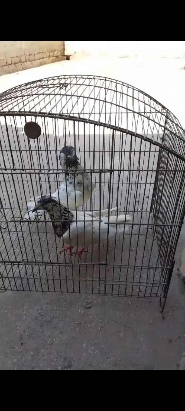 breeder pairs — photo 7
