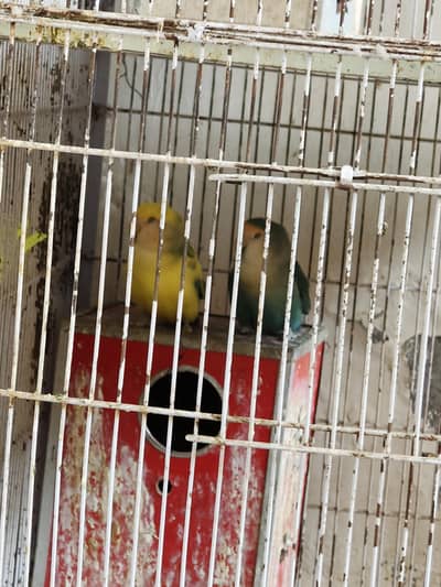 Healthy Pairs of Lovebirds for Sale with cage