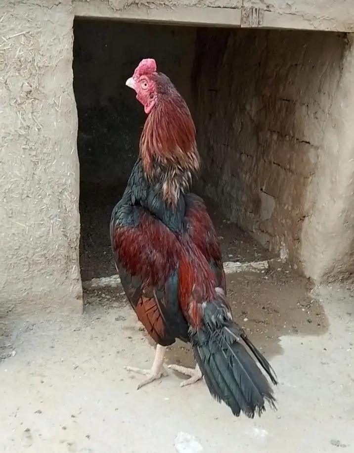 quality Heera + lakha patha+ 3 Pathia — photo 6