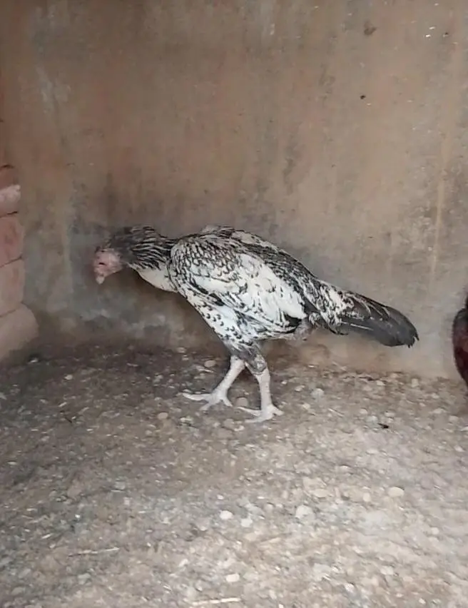 quality Heera + lakha patha+ 3 Pathia — photo 9