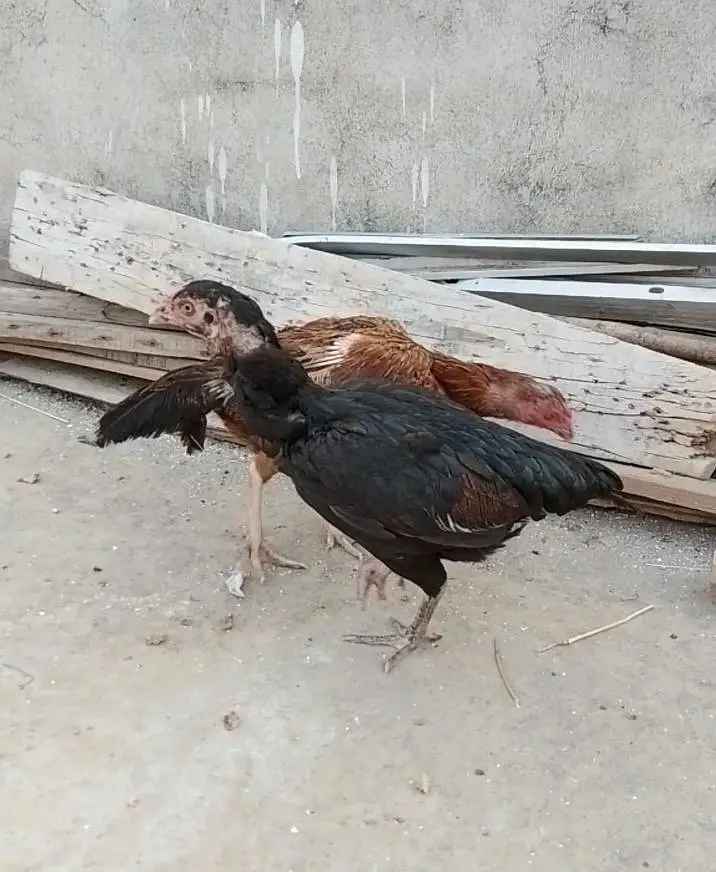 quality Heera + lakha patha+ 3 Pathia — photo 11