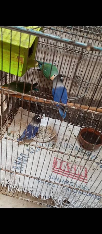lovebirds and fisher pair