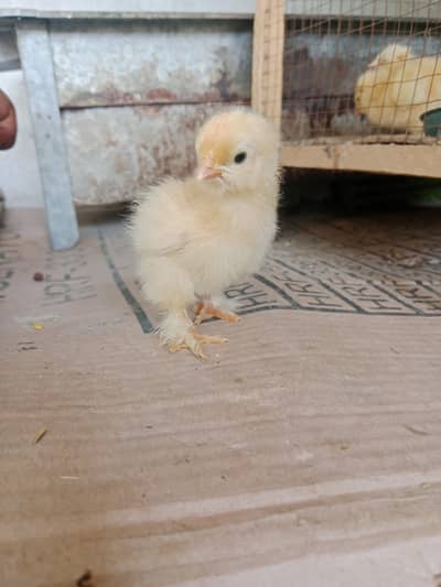 golden buff chicks