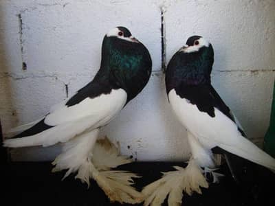 sharzi gobara pair 03124476239