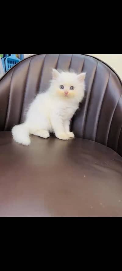 persian cat for sale MywatsapppNumber 0320-19-06-573