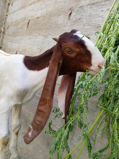 bakri ka bacha