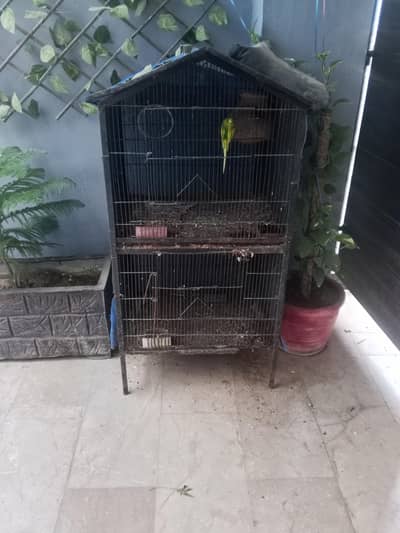 Bajri pairs with cage