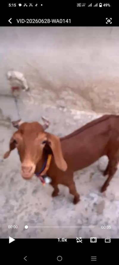 damani breeder bakra