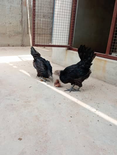black lovers