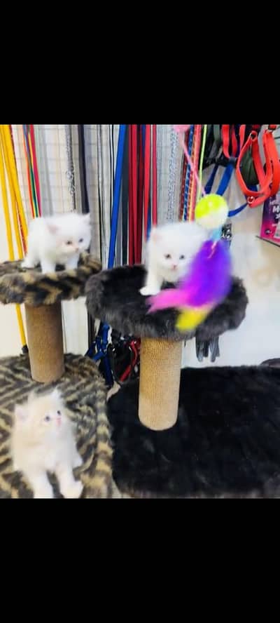 persian cat for sale MywatsapppNumber 0320-19-06-573