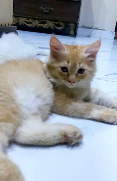 5 kittens 3 months age liiter trained
