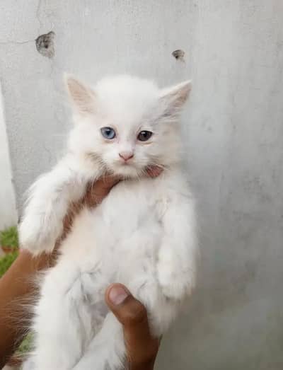 kitten for sale
