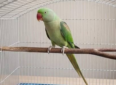 Alexandrian parrot (raw parrot)
