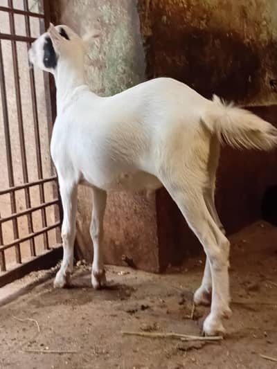 tedda bakra