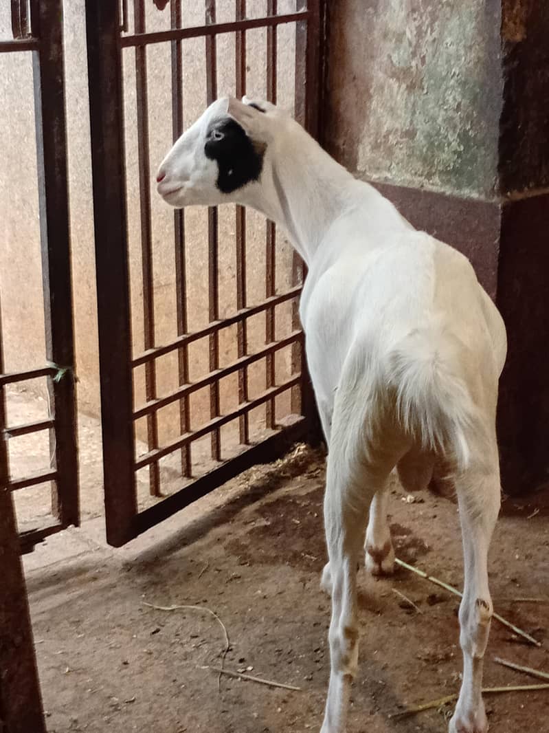 tedda bakra 1
