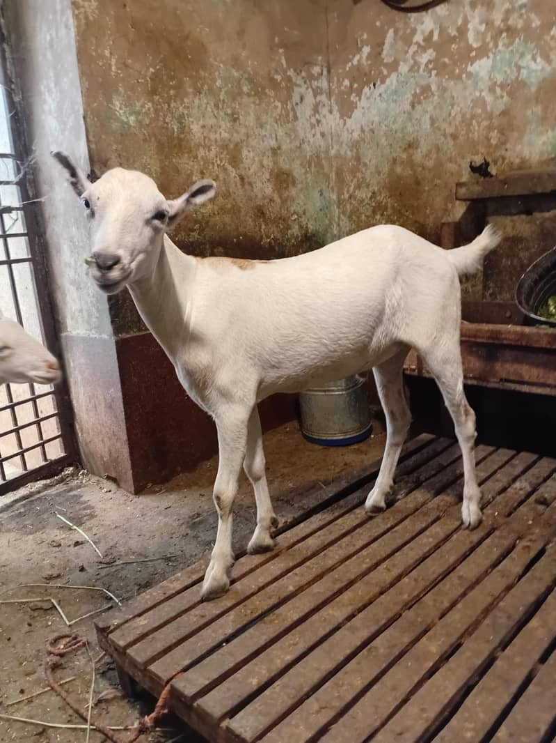 tedda bakra 2