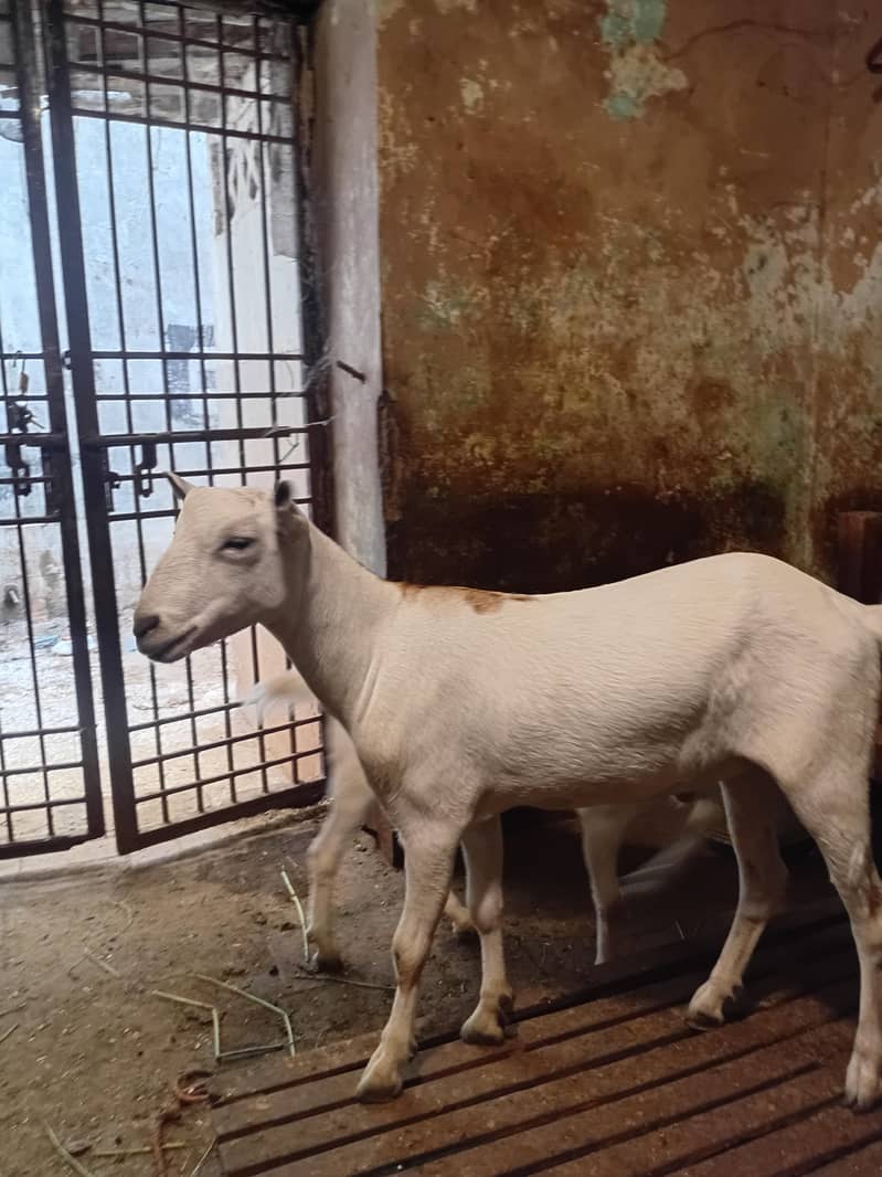 tedda bakra 3