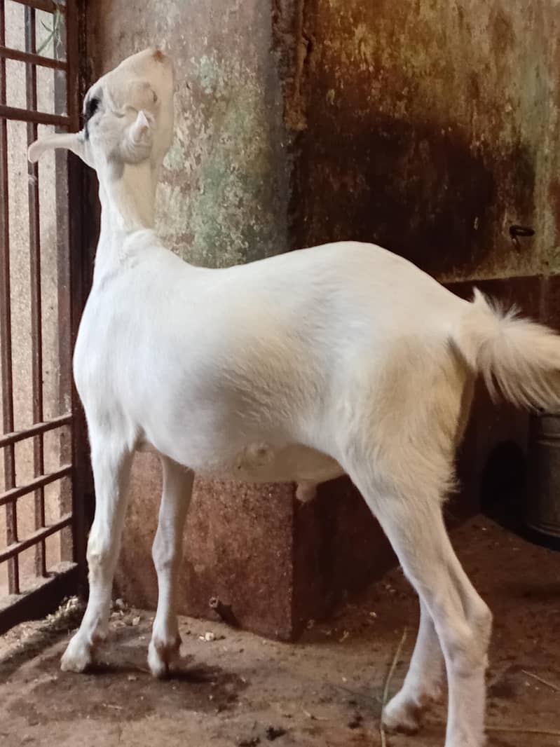 tedda bakra 4