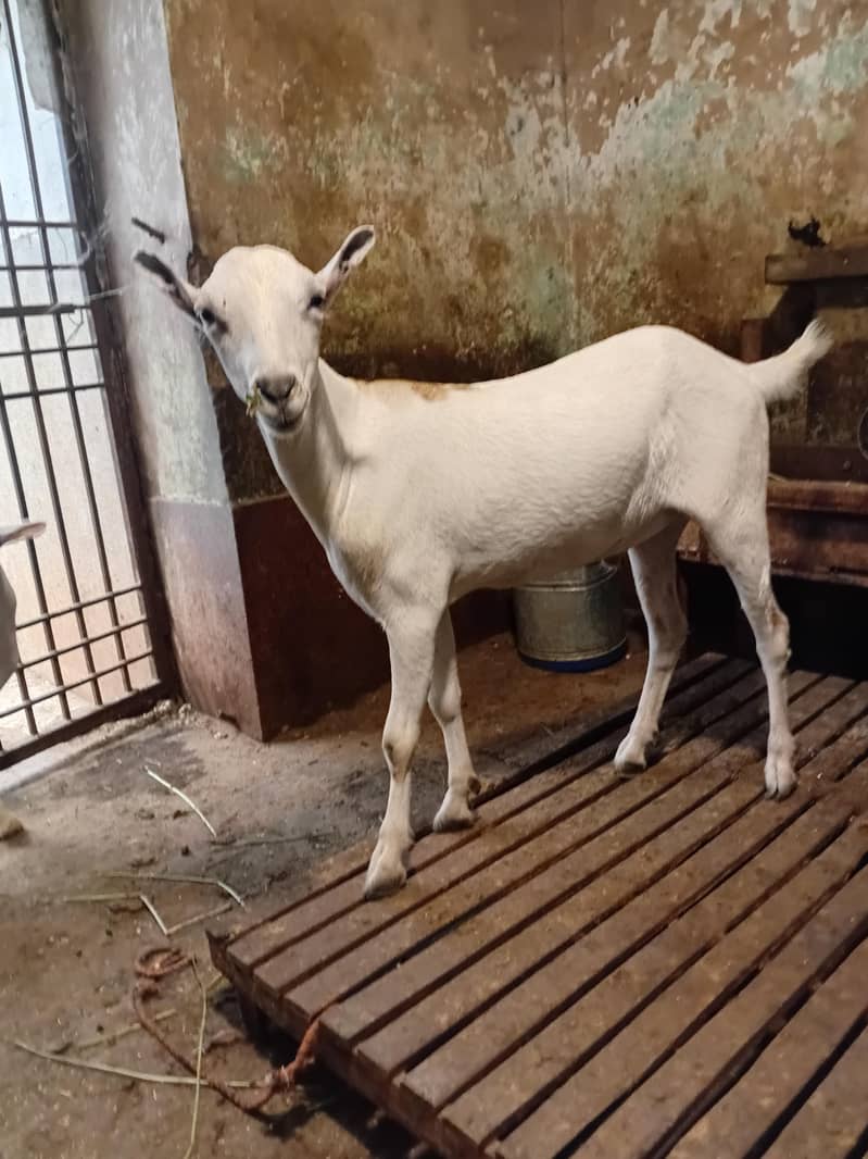 tedda bakra 5